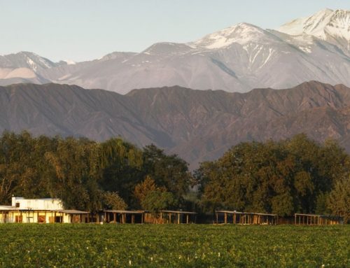Cheval des Andes